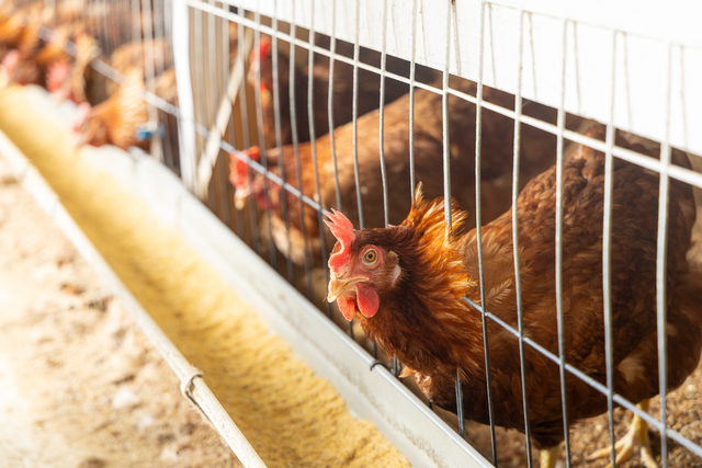 松﨑さんの鶏は全て赤玉のボリスブラウン