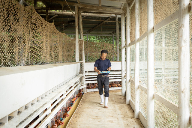 このようにして毎日ひとつひとつ採卵します