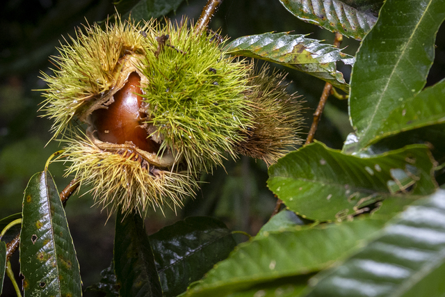 自然栽培で育てられたショコロンファーム栗！粒は小さめでも味は濃厚‼