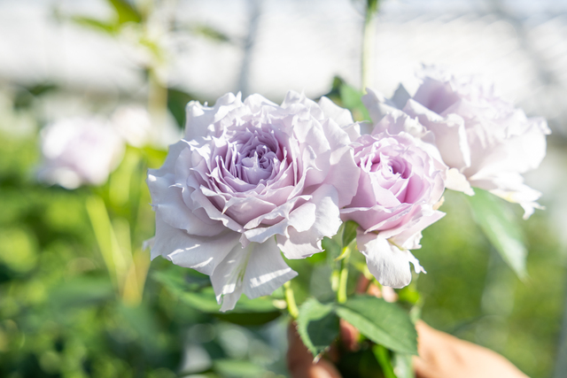 日本のみならず世界にも進出する神生バラ園