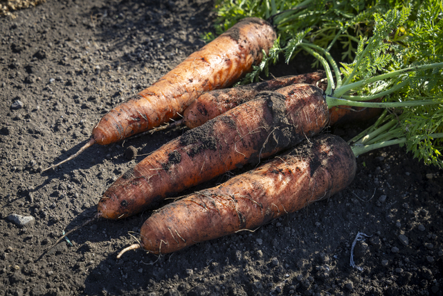 旨味と甘味がぎゅっと詰まったにんじんはジュースにも加工