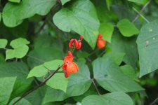 常陸大黒の花