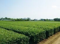 茶畑(茨城県牛久市)