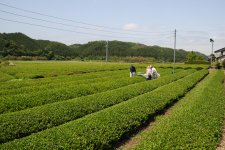 古内茶　茶畑　収穫