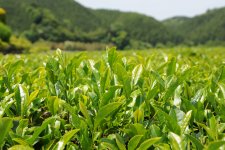 古内茶　新茶　茶畑(茨城県城里町古内地域)