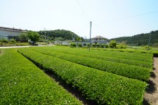 古内茶　茶畑　新茶(茨城県城里町古内地域)