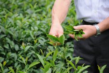 奥久慈茶　茶摘み　収穫風景