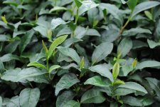 奥久慈茶　新茶アップ