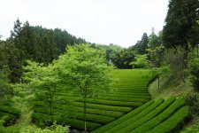 奥久慈茶　茶畑　盆地