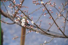 梅の花　圃場にて