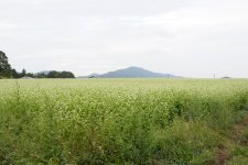 常陸秋そば　そば畑(桜川市)