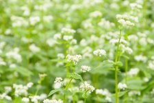 常陸秋そばの花　そば畑(桜川市)