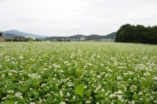 常陸秋そば　そば畑(桜川市)