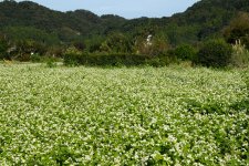 常陸秋そば　そば畑　花(茨城県常陸太田市)