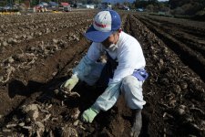 こんにゃく芋　収穫　選別