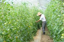 トマトのビニールハウス栽培　生産者(常陸太田市)