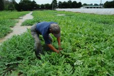 すいか畑と生産者(阿見町)