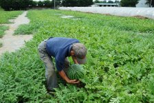 すいか畑と生産者(阿見町)