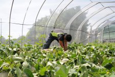 メロン　イバラキング畑と生産者(鉾田市)