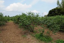 ブルーベリー観光農園(かすみがうら市)