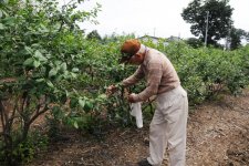 ブルーベリー観光農園と生産者(かすみがうら市)