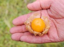 手にのせた花貫フルーツほおずき(高萩市)