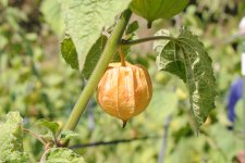 花貫フルーツほおずき(高萩市)