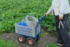 くり　栗収穫のかご(笠間市)