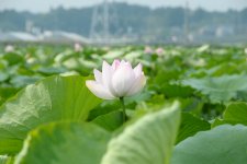 野菜　蓮の花　れんこん