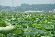 野菜　蓮畑　れんこん