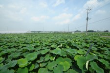 野菜　夏のれんこん畑