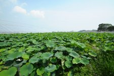 野菜　夏のれんこん畑