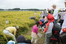 米　稲刈り体験の様子(茨城町)