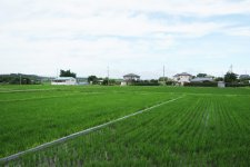 米　夏の田んぼ(茨城町)