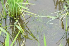 米　夏の田んぼの中(茨城町)