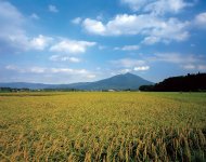 秋の稲穂と筑波山