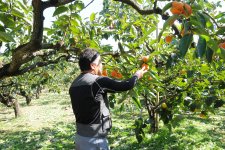 柿の木と生産者(石岡市)