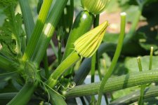 ズッキーニの花(下妻市)