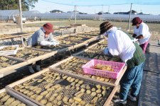 干しいも製造工程　天日干し