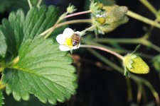 いちごの花とミツバチ（笠間市）