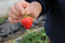 いちごの収穫（筑西市）