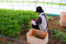 みず菜　水菜と生産者（鉾田市）