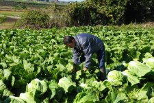 はくさい　白菜と生産者（八千代町）