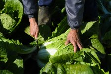 はくさい　白菜の収穫（八千代町）