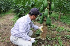 青パパイヤと生産者（那珂市）