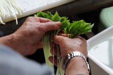 切りみつばの選別・荷造り（つくばみらい市）