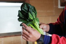 ちぢみこまつな「あさひちりめん」（鉾田市）