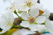 恵水の花