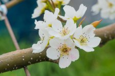 恵水の花(受粉後)