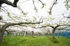 梨の花満開の梨畑